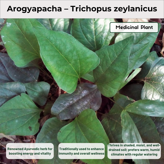 Arogyapacha – Trichopus zeylanicus Medicinal Plant