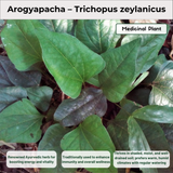 Arogyapacha – Trichopus zeylanicus Medicinal Plant