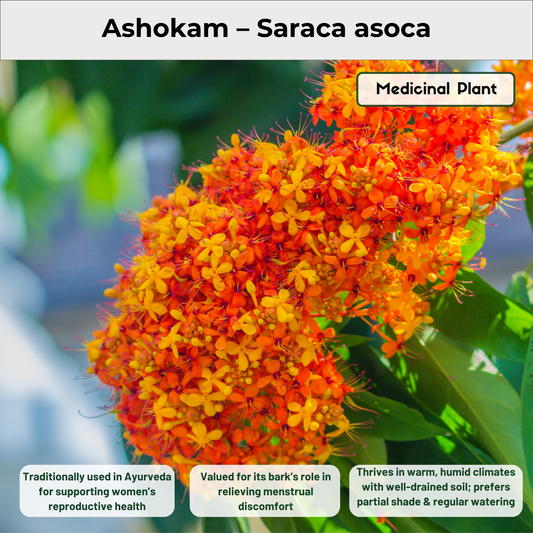 Ashokam – Saraca asoca Medicinal Plant
