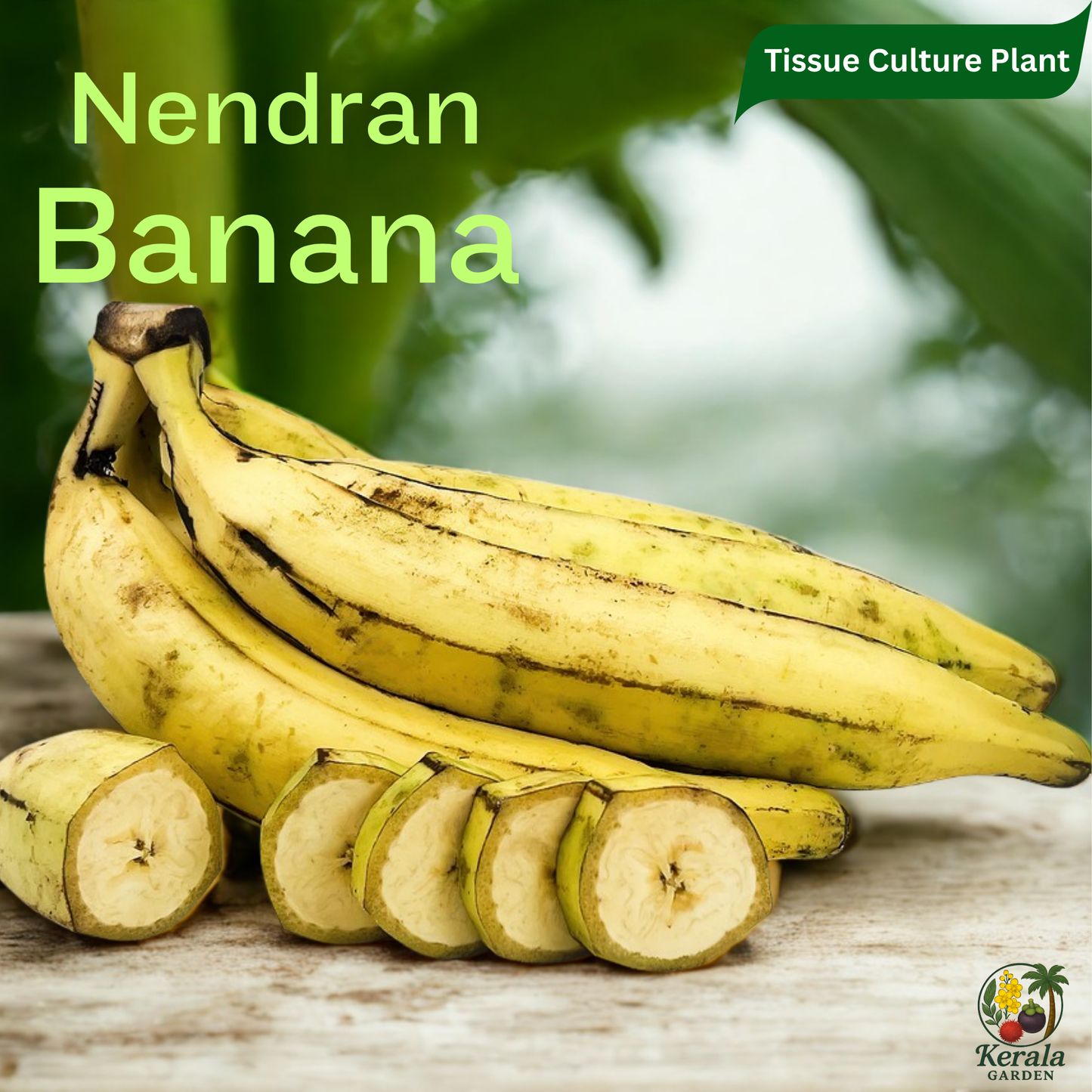 Banana - Nendran - Tissue Culture Fruit Plant
