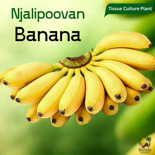 Banana - Njalipoovan - Tissue Culture Fruit Plant