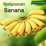 Banana - Njalipoovan - Tissue Culture Fruit Plant