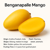 Mango - Benganapalle Fruit Plant