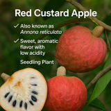 Custard Apple - Red Custard Fruit Plant