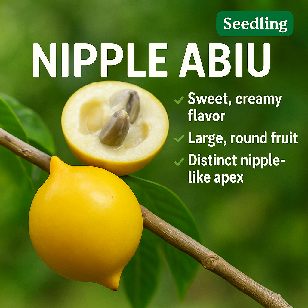 Abiu - Nipple Abiu Fruit Plant