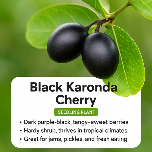 Karonda Cherry - Black Fruit Plant