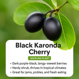 Karonda Cherry - Black Fruit Plant