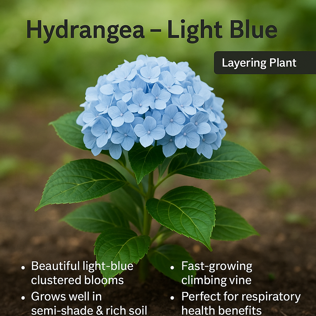 Hydrangea - Light Blue Flower Plant