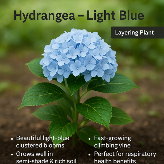 Hydrangea - Light Blue Flower Plant