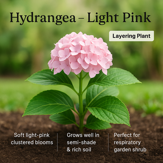 Hydrangea - Light Pink Flower Plant