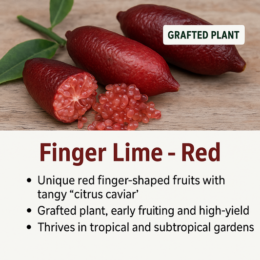 Finger Lime - Red Fruit Plant