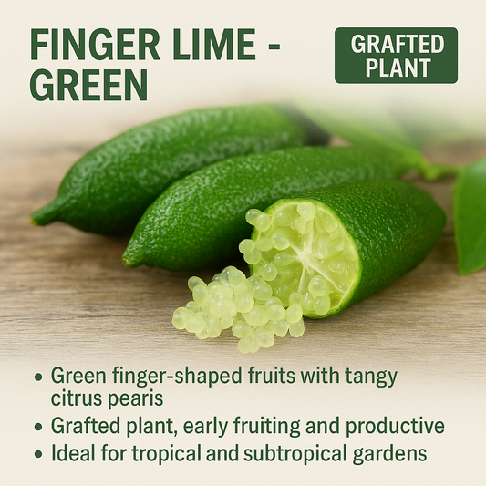 Finger Lime - Green Fruit Plant