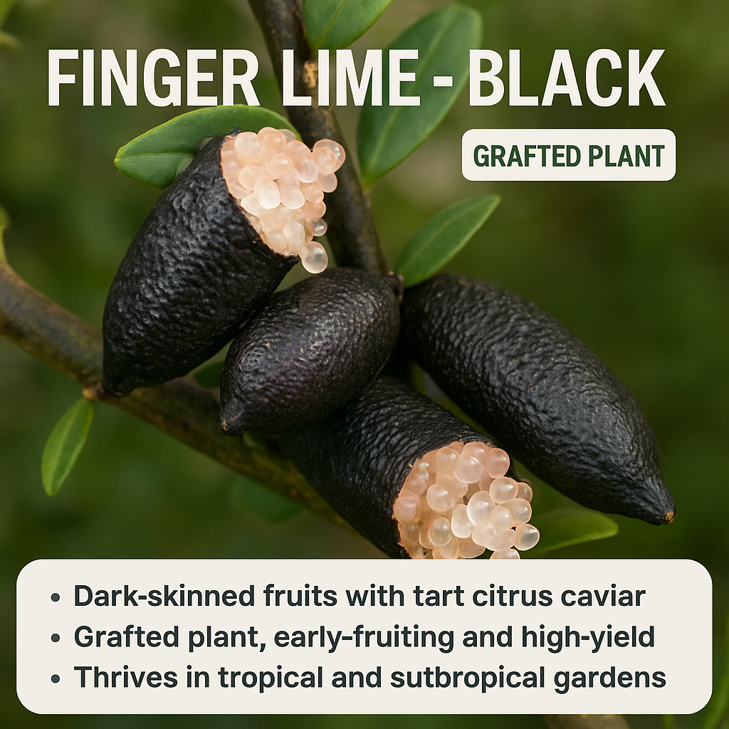 Finger Lime - Black Fruit Plant