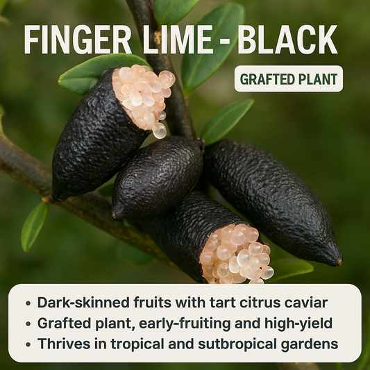 Finger Lime - Black Fruit Plant