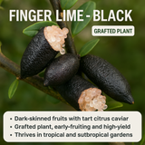 Finger Lime - Black Fruit Plant