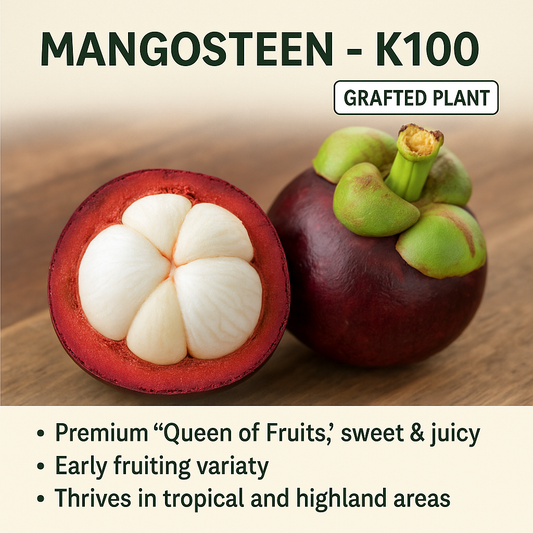 Purple Mangosteen - K100 Fruit Plant