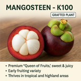 Purple Mangosteen - K100 Fruit Plant