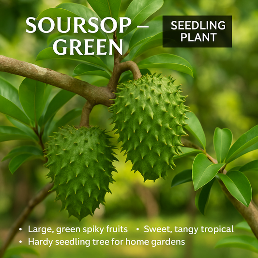 Soursop - Green Fruit Plant