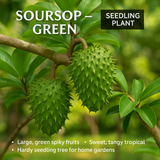 Soursop - Green Fruit Plant