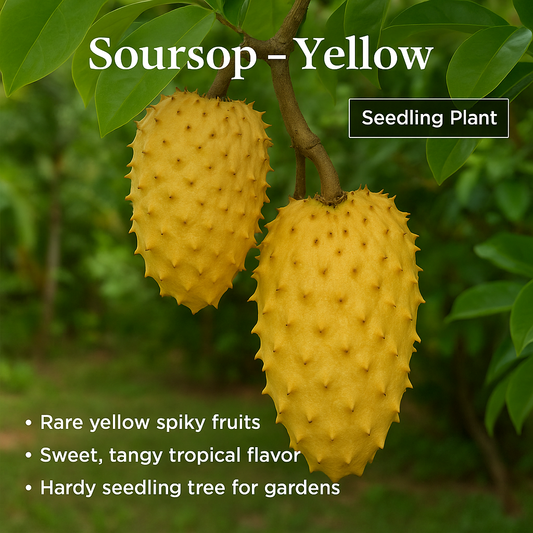 Soursop - Yellow Fruit Plant