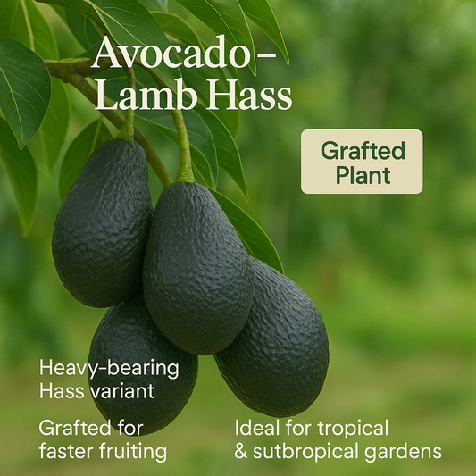 Avocado - Lamb Hass Fruit Plant