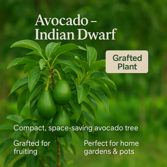 Avocado - Indian Dwarf Fruit Plant
