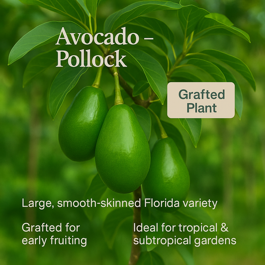 Avocado - Pollock Fruit Plant