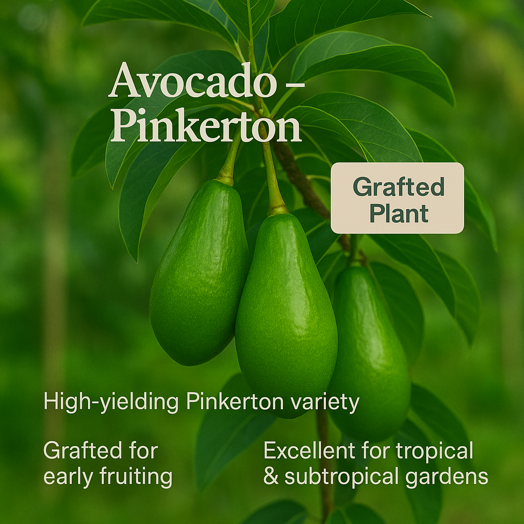 Avocado - Pinkerton Fruit Plant