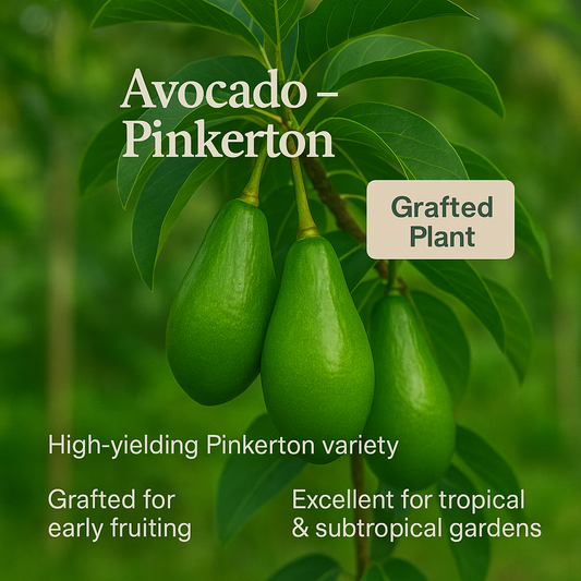 Avocado - Pinkerton Fruit Plant