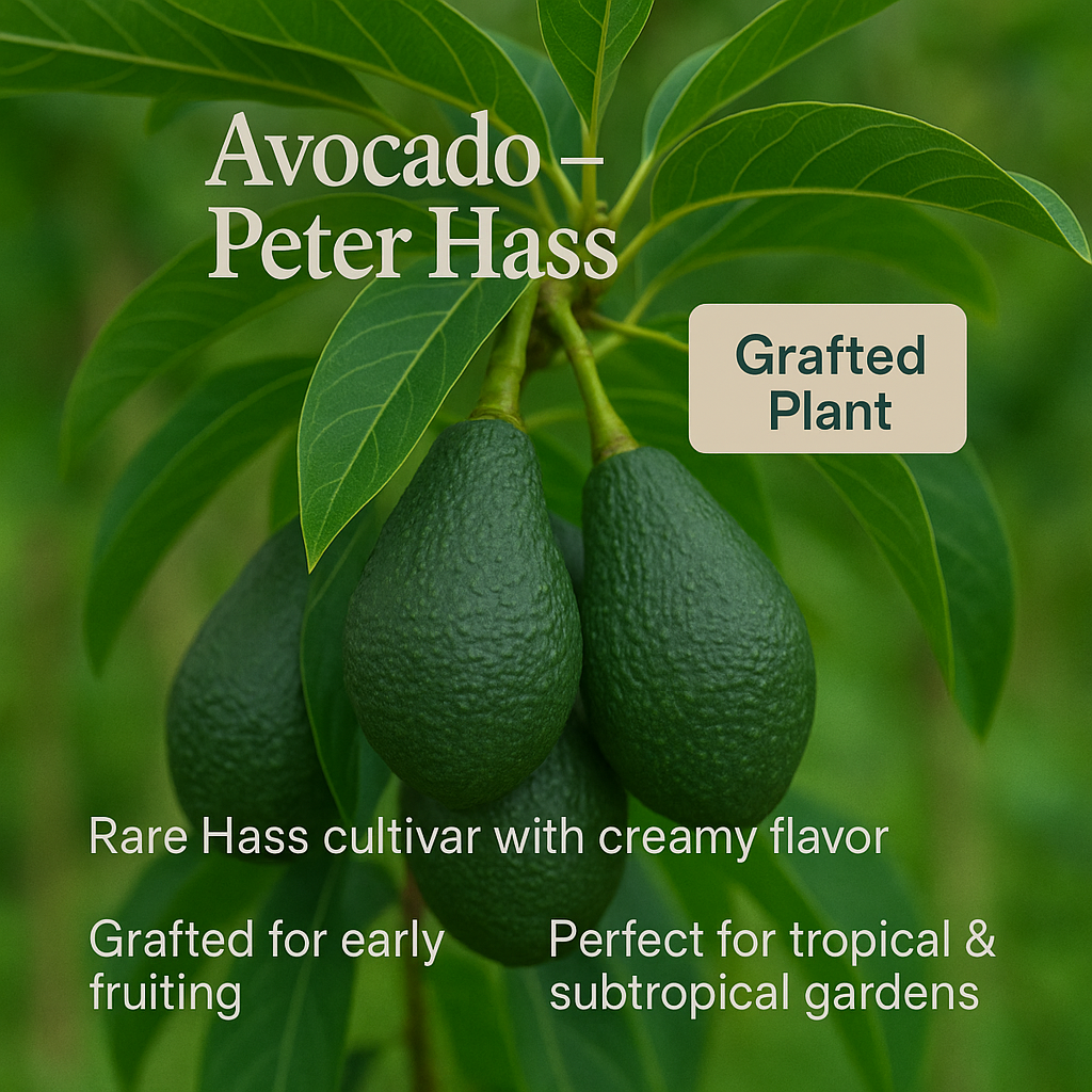 Avocado - Peter Hass Fruit Plant