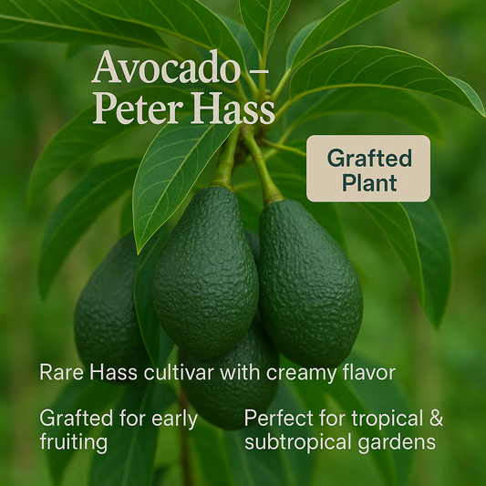 Avocado - Peter Hass Fruit Plant