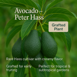 Avocado - Peter Hass Fruit Plant