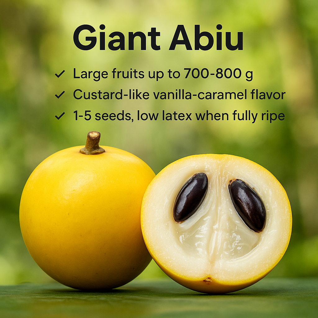 Abiu - Giant Abiu Fruit Plant