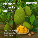 Jackfruit - Vietnam Super Early Fruit Plant