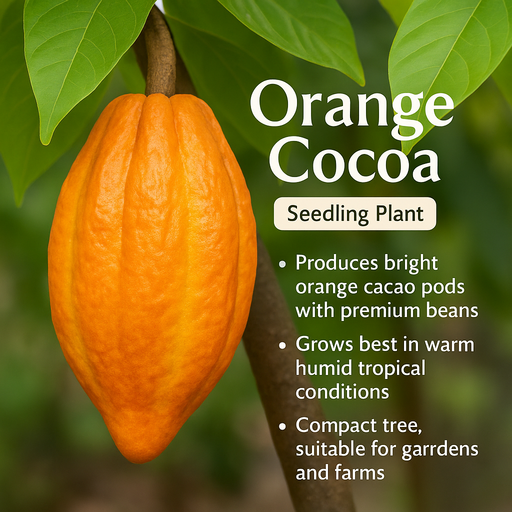 Chocolate Plant / Cocoa - Orange Fruit Plant