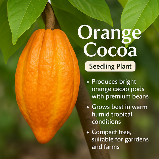 Chocolate Plant / Cocoa - Orange Fruit Plant