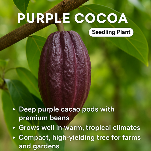 Chocolate Plant / Cocoa - Purple Fruit Plant