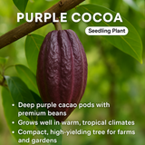 Chocolate Plant / Cocoa - Purple Fruit Plant