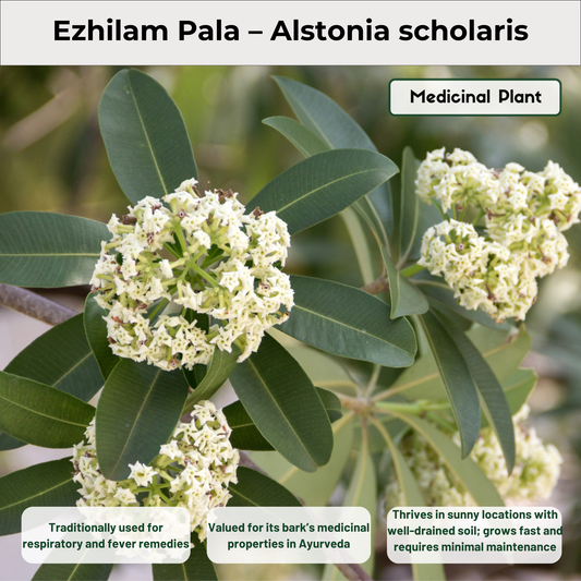 Ezhilam Pala – Alstonia scholaris Medicinal Plant