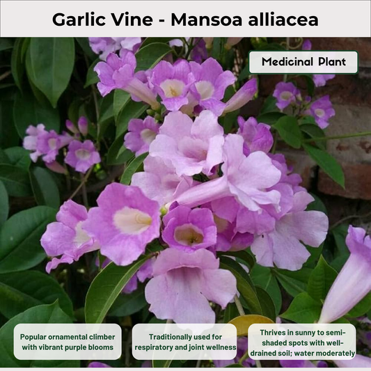 Garlic Vine - Mansoa alliacea Medicinal Plant