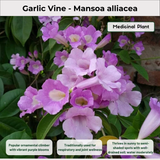 Garlic Vine - Mansoa alliacea Medicinal Plant