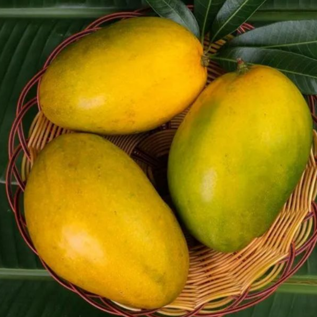 Mango - Himapasand (Himayat) Fruit Plant