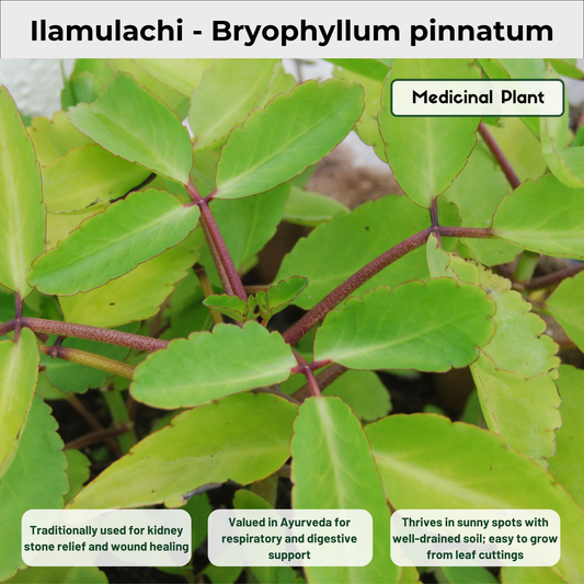 Ilamulachi - Bryophyllum pinnatum Medicinal Plant