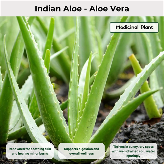 Indian Aloe - Aloe Vera Medicinal Plant