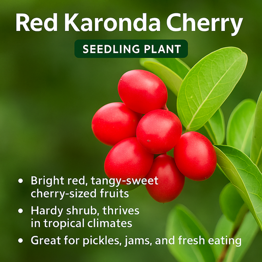 Karonda Cherry - Red Fruit Plant