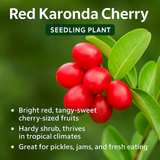 Karonda Cherry - Red Fruit Plant