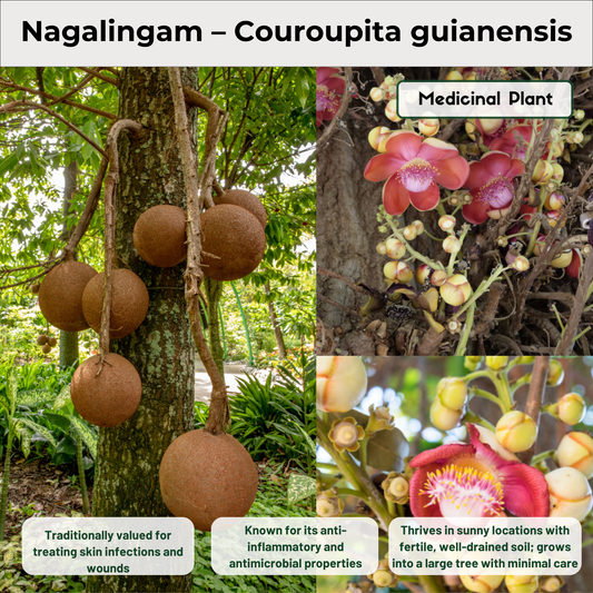 Nagalingam – Couroupita guianensis Medicinal Plant
