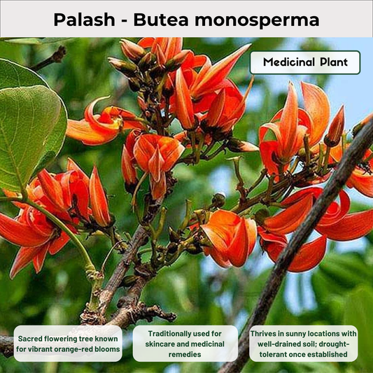 Palash - Butea monosperma Medicinal Plant