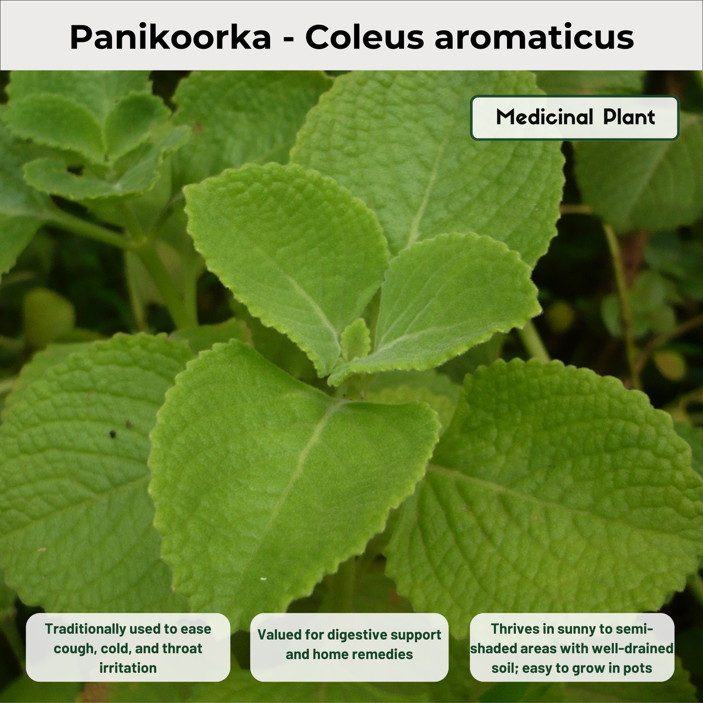 Panikoorka - Coleus aromaticus Medicinal Plant