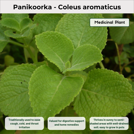 Panikoorka - Coleus aromaticus Medicinal Plant